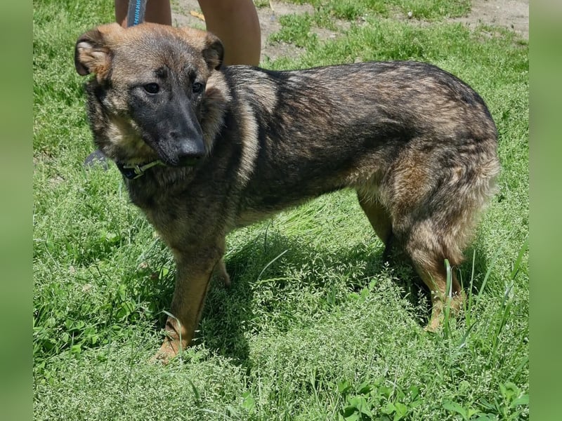 Dani