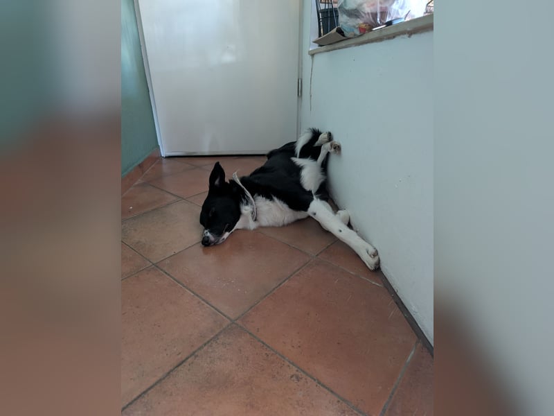 Australian Sheperd/Labrador Mischling Louie