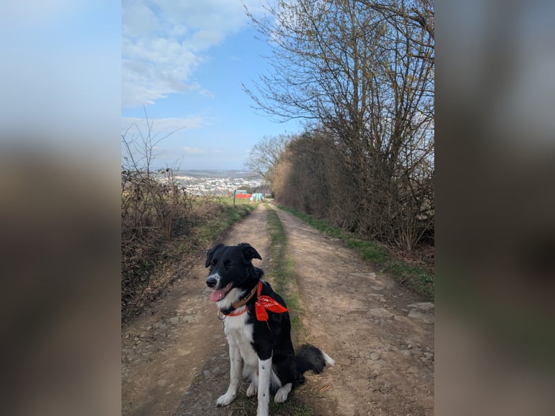 Australian Sheperd/Labrador Mischling Louie