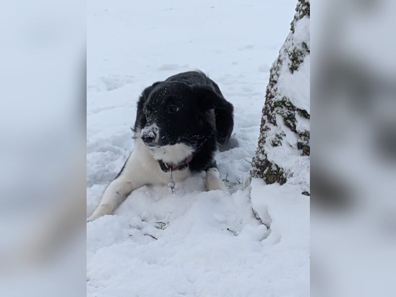 Australian Sheperd/Labrador Mischling Louie