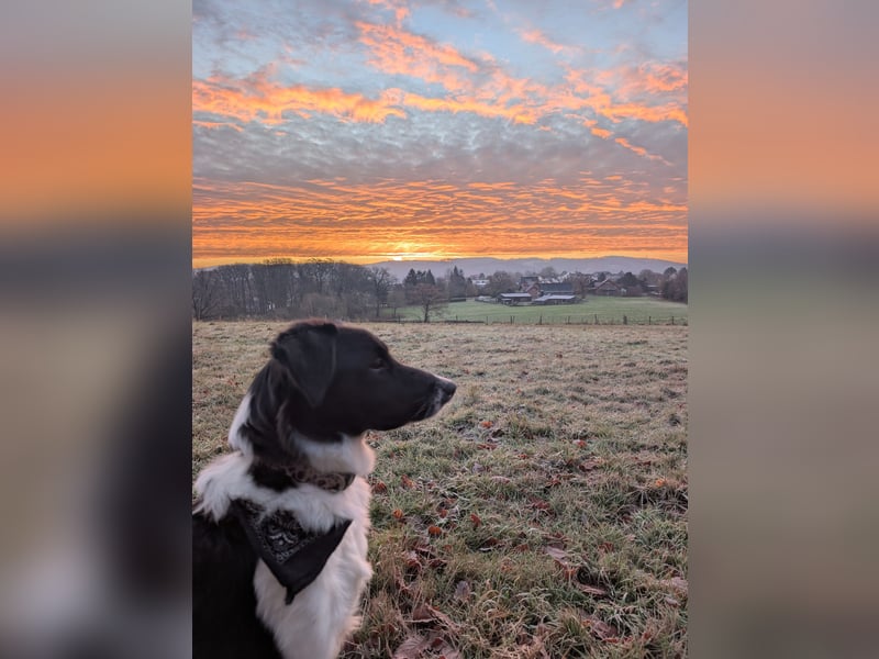 Australian Sheperd/Labrador Mischling Louie