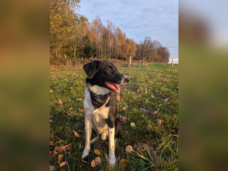 Australian Sheperd/Labrador Mischling Louie