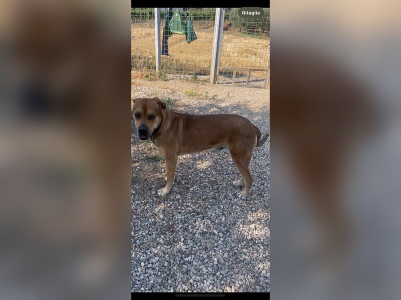 Frank wartet auf sein Zuhause