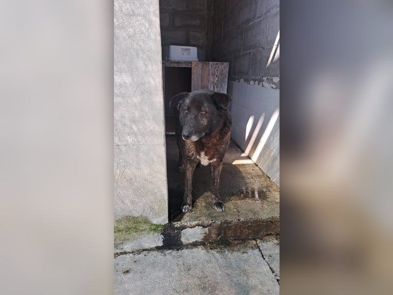 Bruno sucht sein Gnadenplätzchen