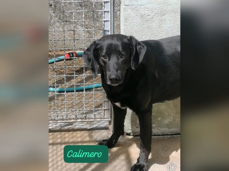 Calimero möchte ankommen