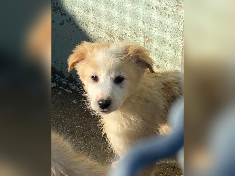 Dublino sucht sein für immer Zuhause