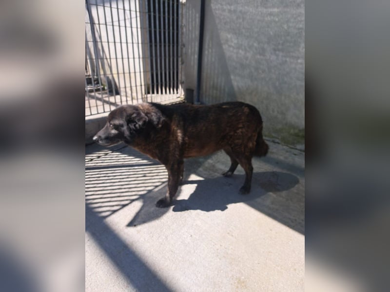 Bruno sucht sein Gnadenplätzchen