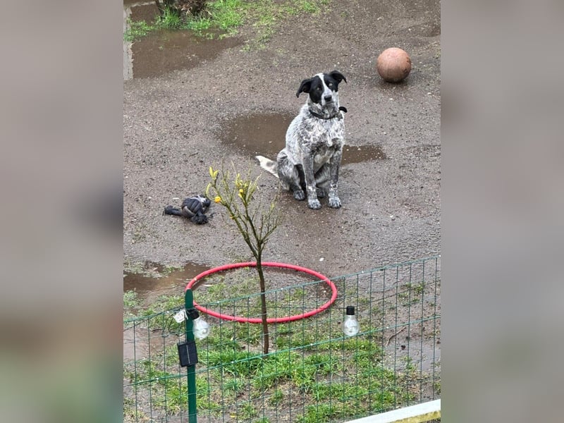 Grey sucht ihre Menschen