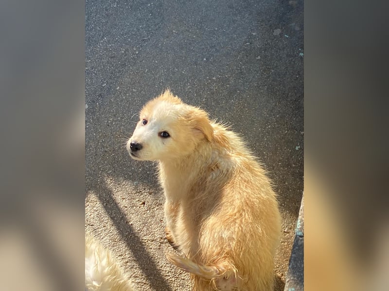 Dublino sucht sein für immer Zuhause