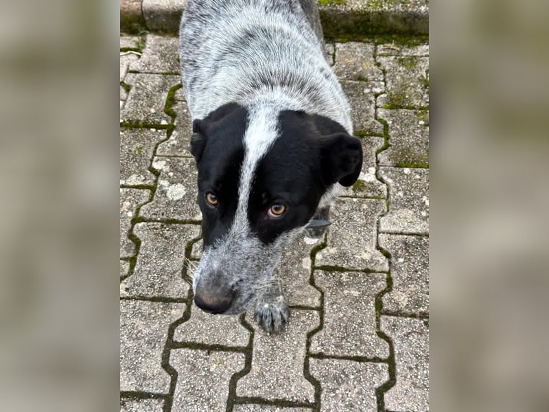 Grey sucht ihre Menschen