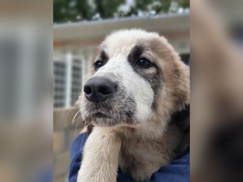 Lara sucht ihr Körbchen