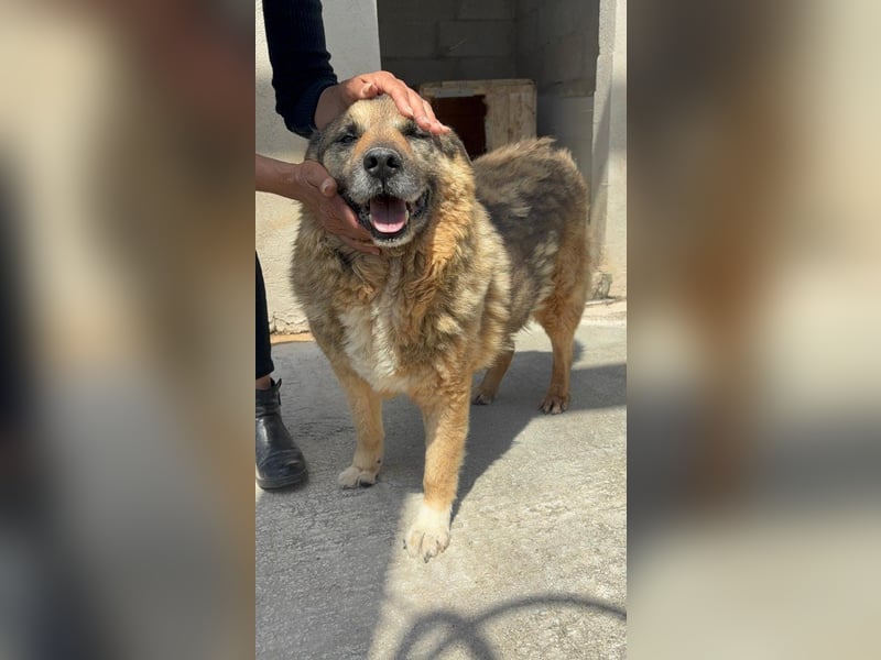 Lupetto sucht seine Menschen