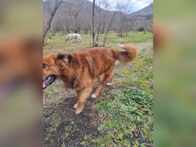 Bobby sucht sein für immer Zuhause