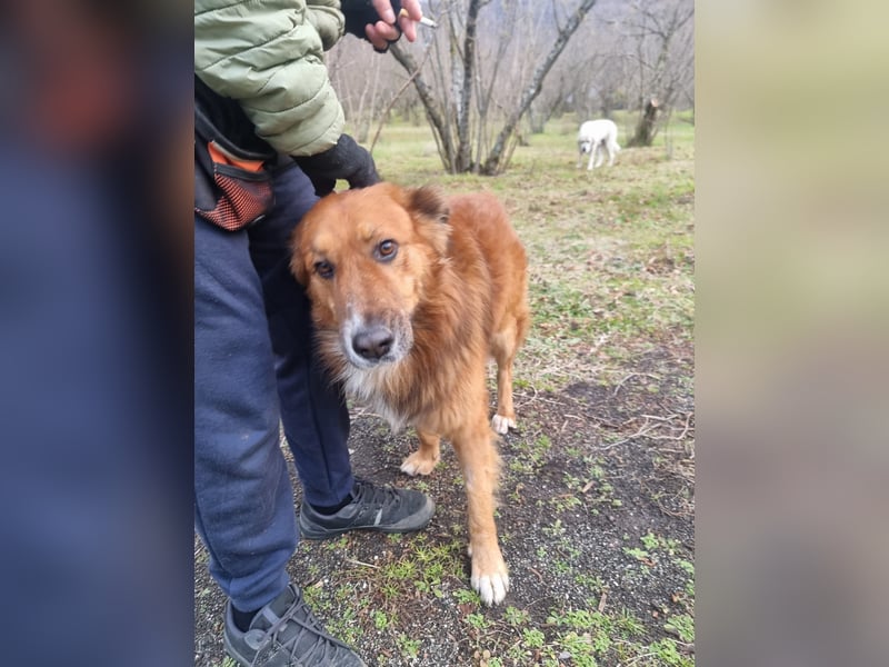 Bobby sucht sein für immer Zuhause