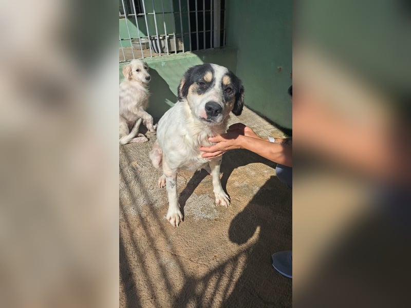 Laika und Simba suchen ihre Menschen Laika und Simba suchen ihre Menschen