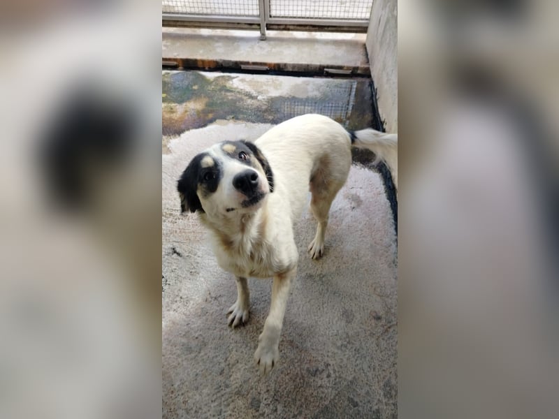 Laika und Simba suchen ihre Menschen Laika und Simba suchen ihre Menschen