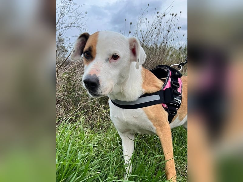 Pate für Sabrina gesucht