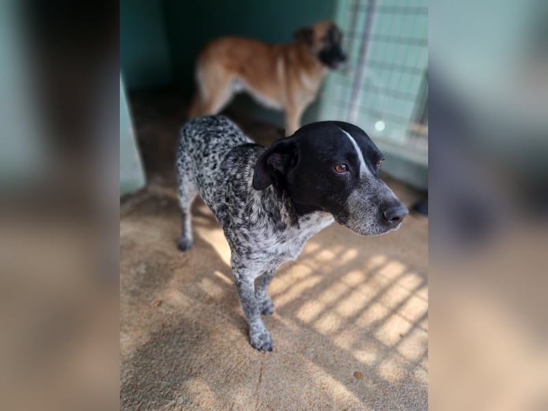 Poldo sucht sein Glück