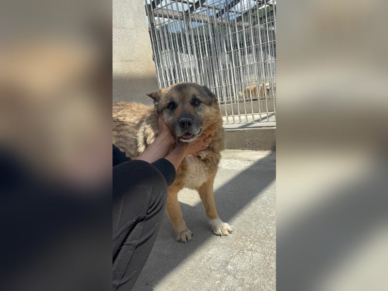 Lupetto sucht seine Menschen