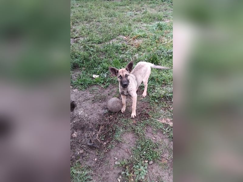 Laika sucht ihr für immer Zuhause