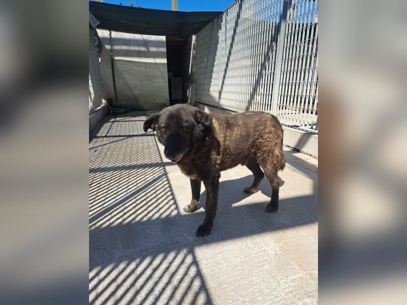 Bruno sucht sein Gnadenplätzchen