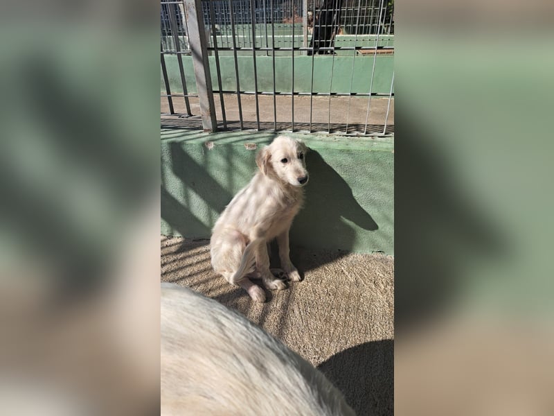 Simba und Laika suchen ihr Glück Simba und Laika suchen ihr Glück