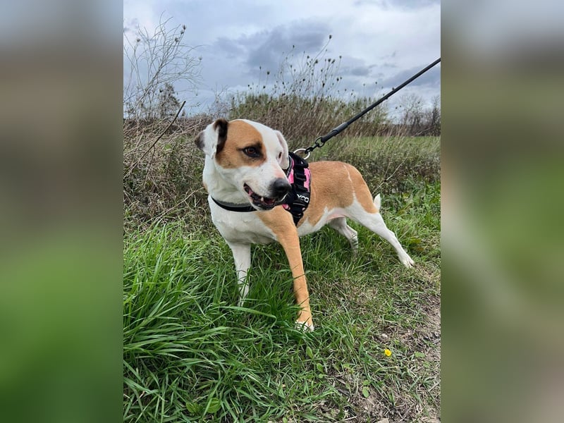 Pate für Sabrina gesucht