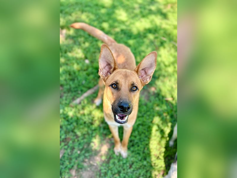 Biondo sucht seine Menschen