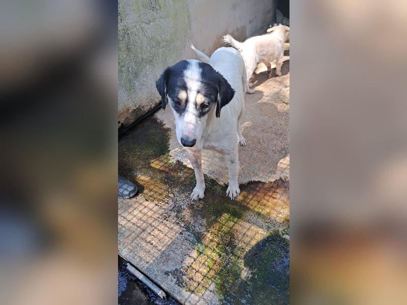 Laika und Simba suchen ihre Menschen Laika und Simba suchen ihre Menschen