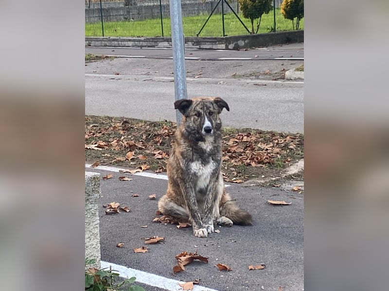 Pupetta sucht ihr für immer Zuhause