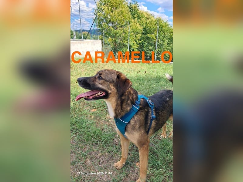 Caramello sucht sein Körbchen
