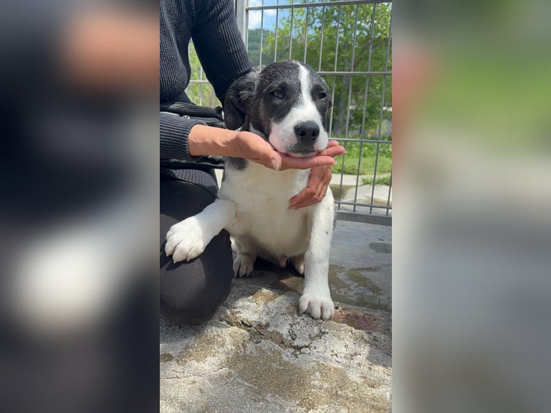 Lover sucht sein Glück