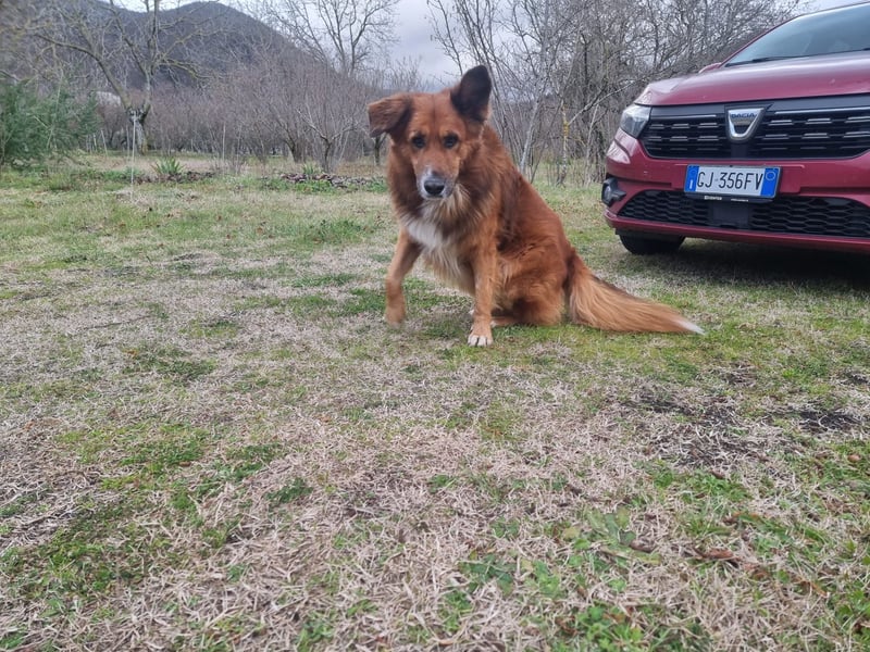 Bobby sucht sein für immer Zuhause