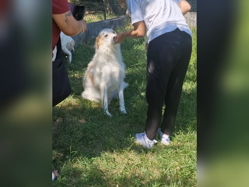 Hänsel sucht sein Glück