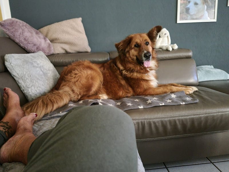 Bobby sucht Kuschelpartner