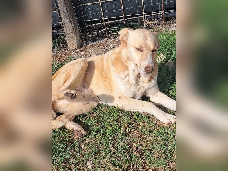 Wir suchen Paten für Azzura