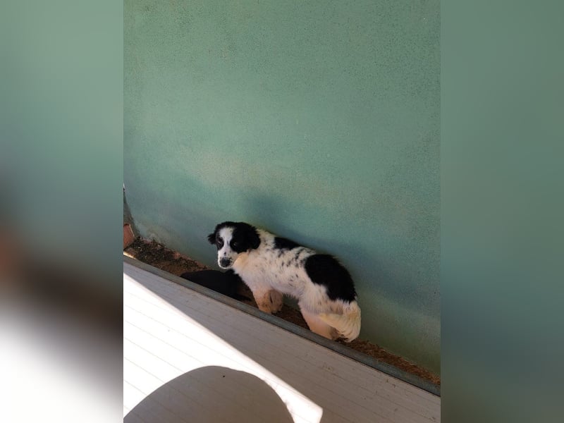 Macchia sucht geduldige Menschen