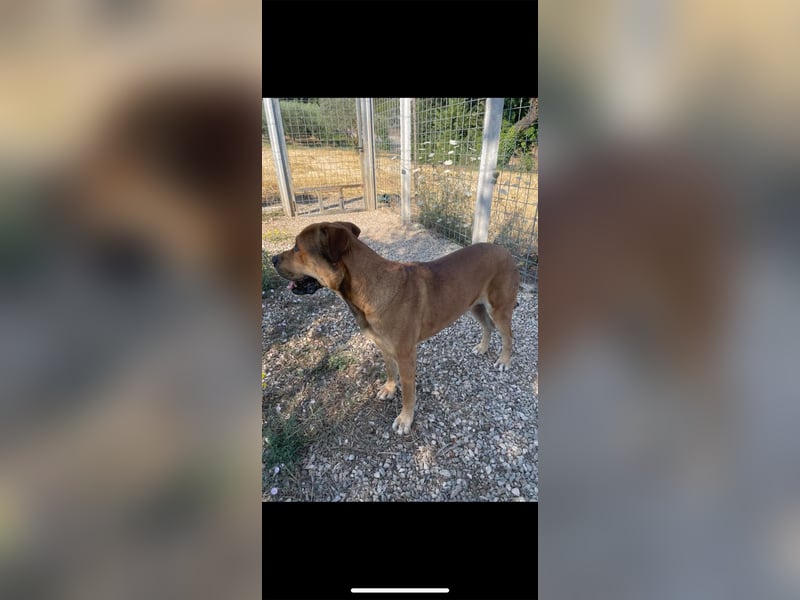 Frank wartet auf sein Zuhause