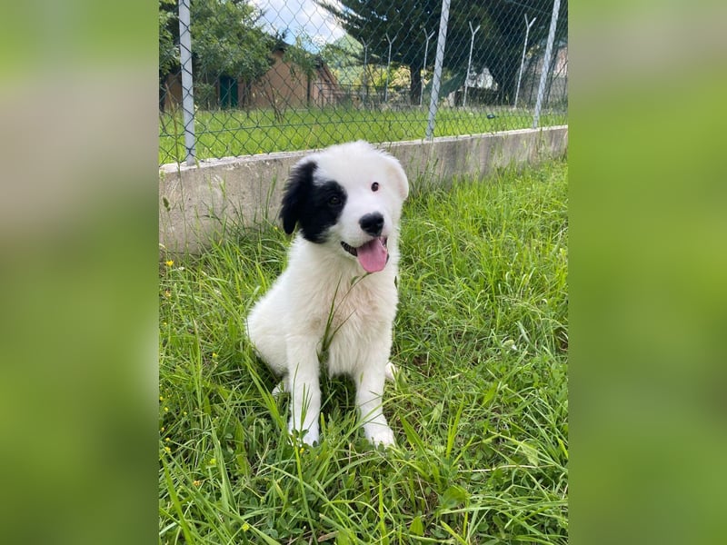 Giotto sucht sein Glück