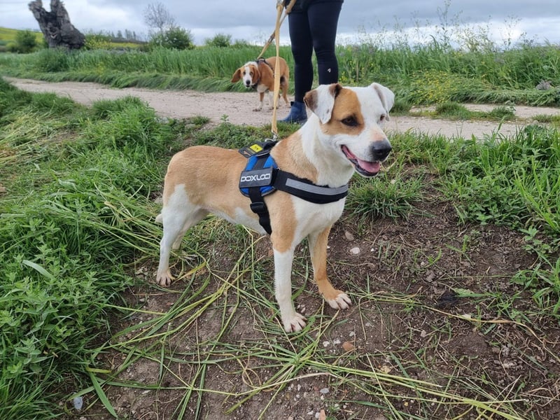 Pate für Sabrina gesucht