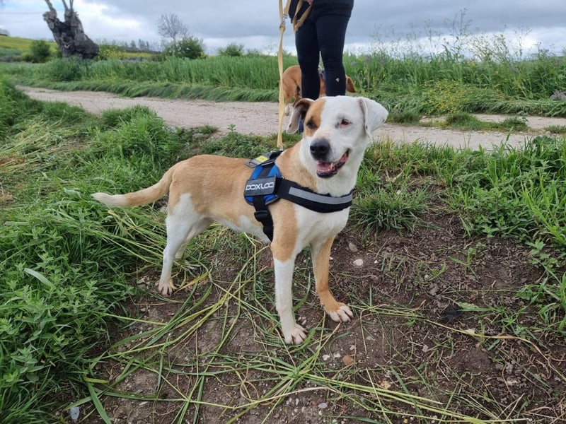 Pate für Sabrina gesucht