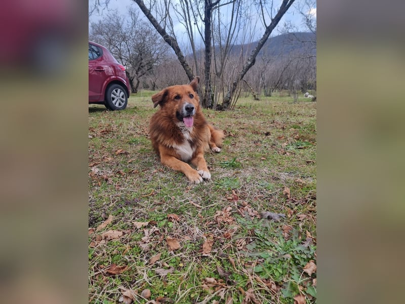 Bobby sucht sein für immer Zuhause