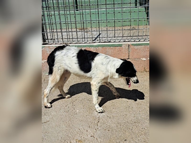 Macchia sucht geduldige Menschen