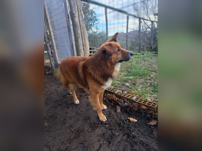 Bobby sucht Kuschelpartner