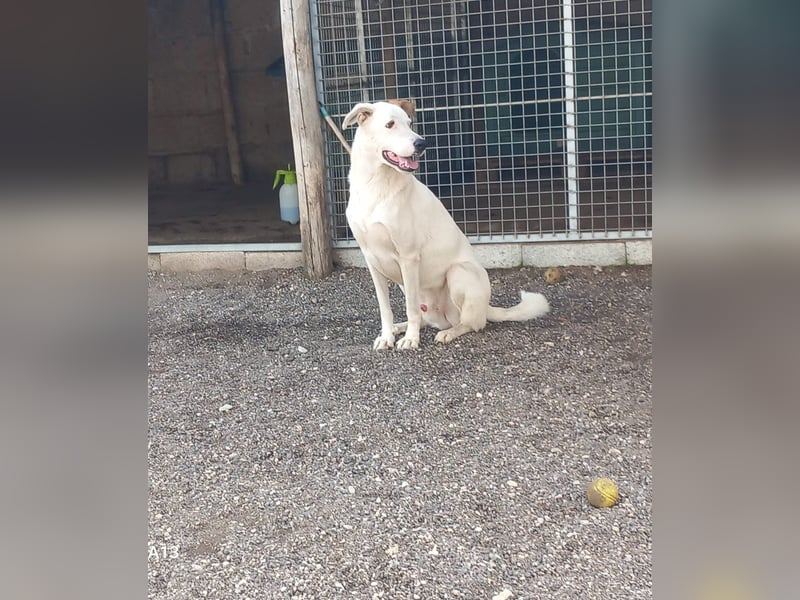 Paten für Max gesucht