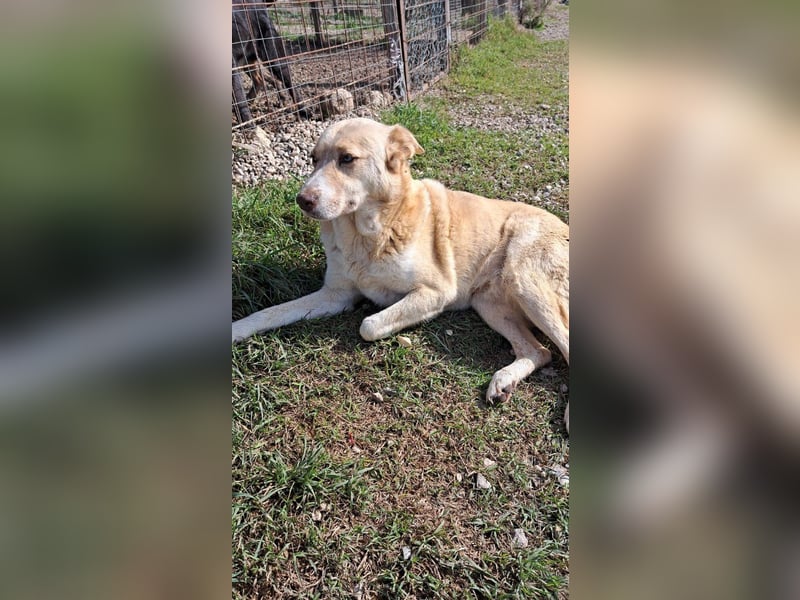 Wir suchen Paten für Azzura