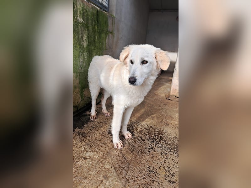 Adele möchte ankommen