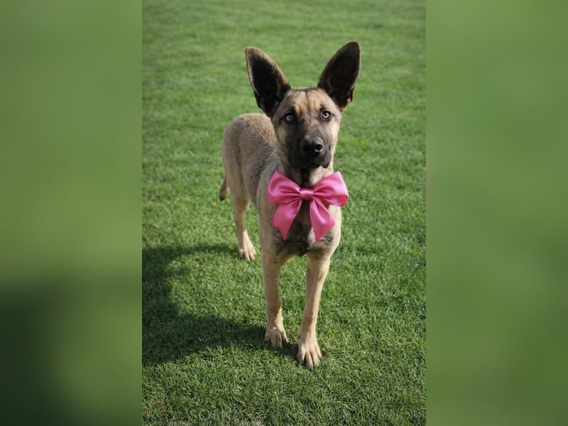 Laika sucht ihr Glück