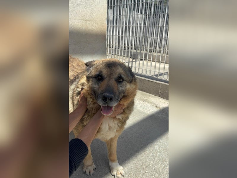 Lupetto sucht seine Menschen