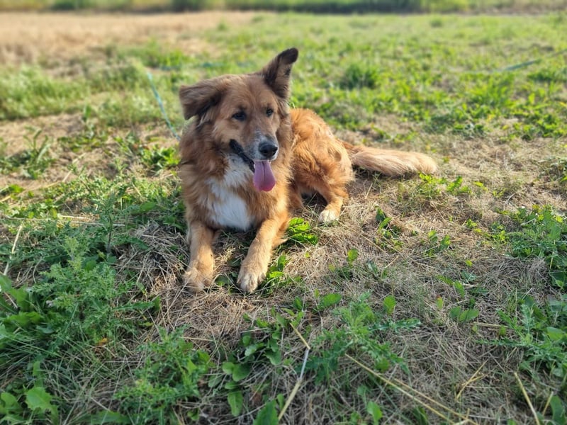 Bobby sucht Kuschelpartner